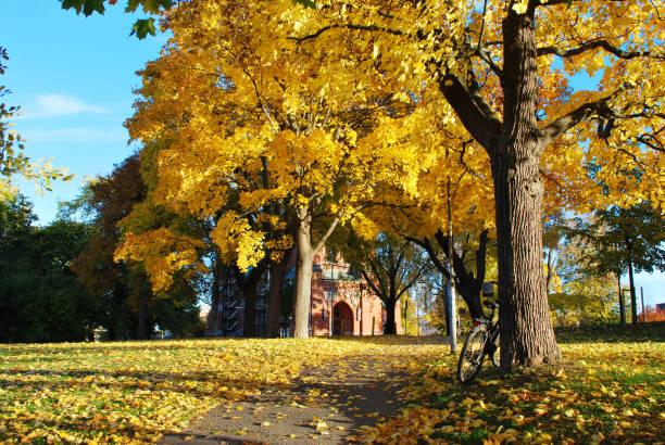 istock A Beautiful Public Park Landscape During Autumn Season 984064942