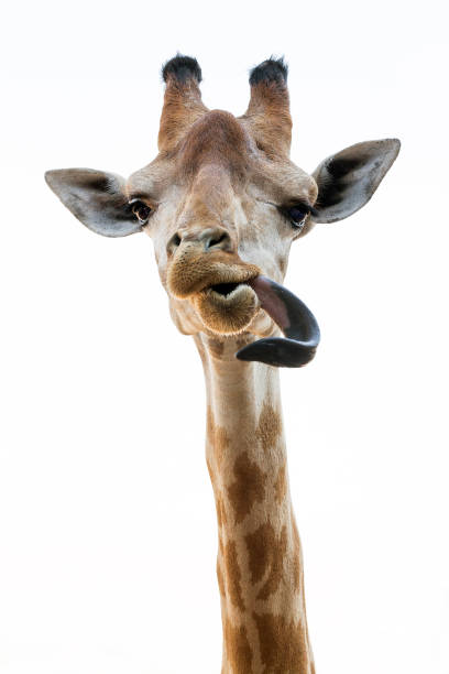 キリンのアクションは、舌です。 - giraffe south africa zoo animal ストックフォトと画像