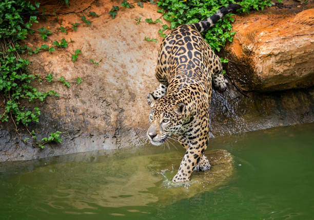 The adult male jaguar walking (Panthera onca). Isolated over white background