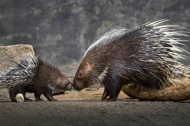 mãe e bebê porco-espinho (hystrix brachyura). - porco espinho - fotografias e filmes do acervo