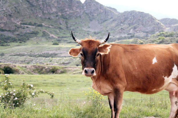 istock a cow standing sideways on a background of mountains 984066738