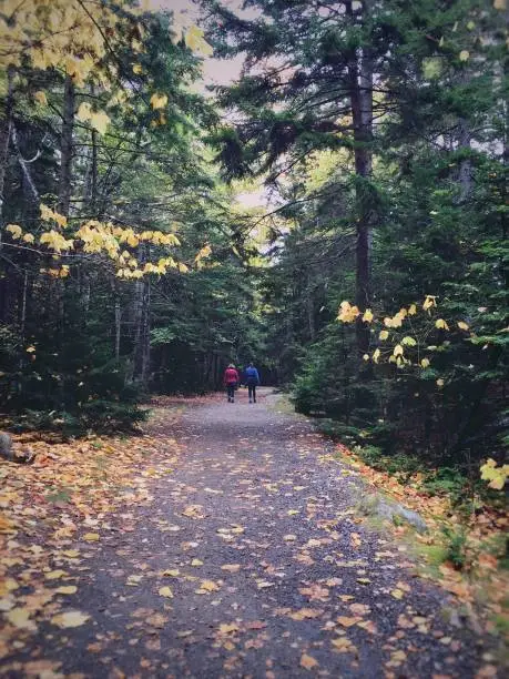 Leaf covered path and two people walking