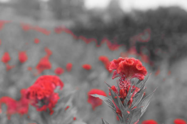 istock A field of red flowers 984070744