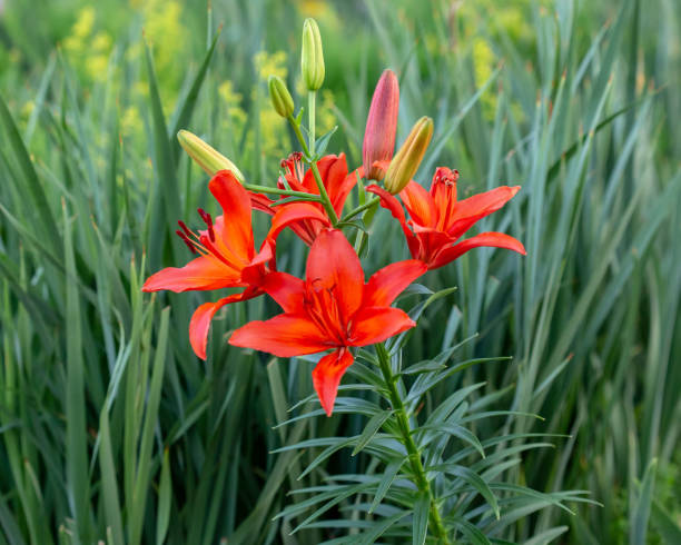 istock red and yellow lily blooms survived a stormy weekend 984074536
