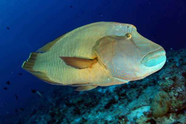 istock Humphead or Napoleon wrasse, Cheilinus undulatus 984080532