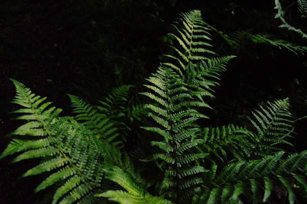 istock Fern in the woods 984083002
