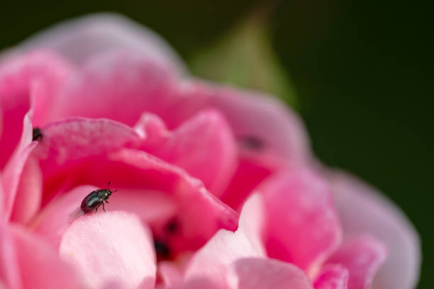 Out of focus black fly can be seen in the background and are regarded as pests by gardeners.