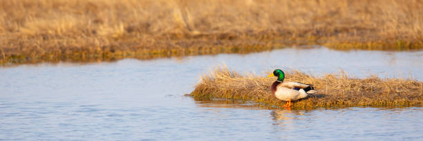 istock Malard Duck in Wetland 984089084