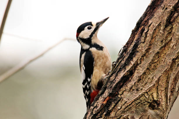 istock A Great Spotted Woodpecker on a tree in Shrewsbury 984092714