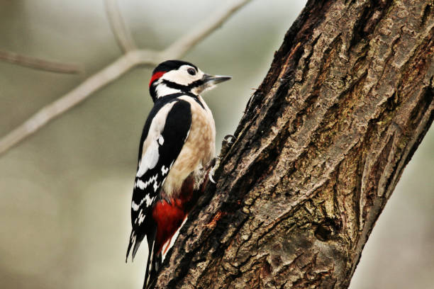 istock A Great Spotted Woodpecker on a tree in Shrewsbury 984092720