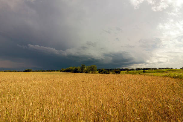champ de blé jaune et les nuages de pluie orageuse - nature rain crop europe photos et images de collection