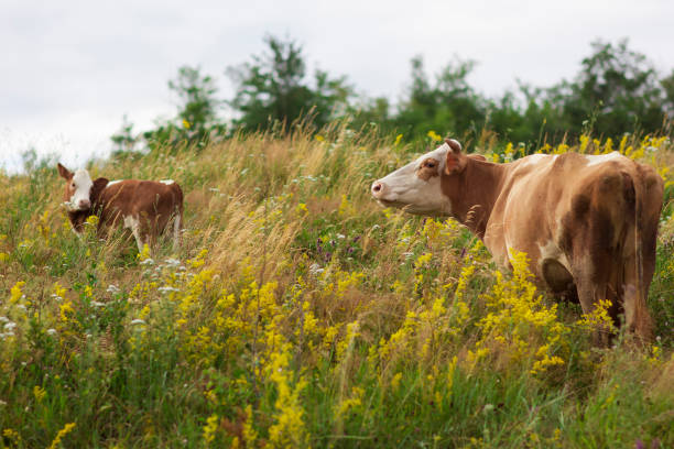 istock White and brown cow on green meadow 984093330