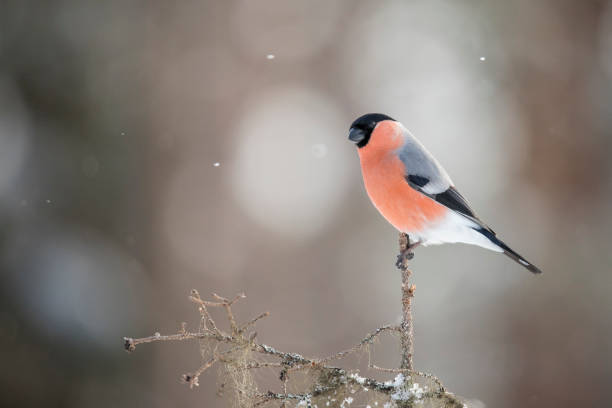 istock Bullfinch, Pyrrhula pyrrhula 984093698