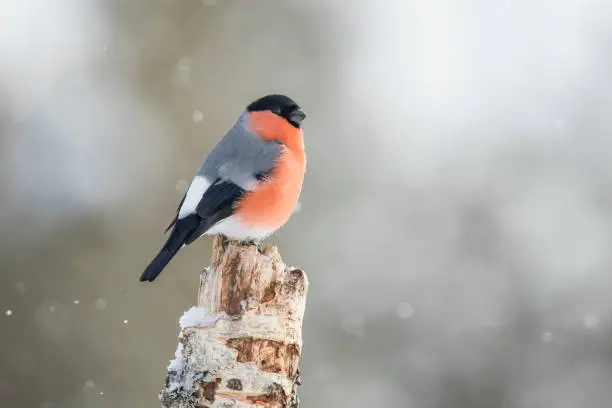 Bird, Pyrrhula pyrrhula Bullfinch