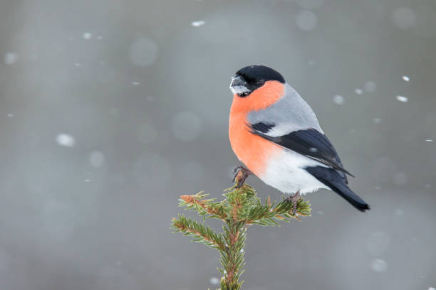istock Bullfinch, Pyrrhula pyrrhula 984093810