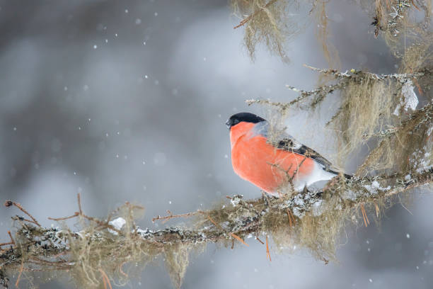 istock Bullfinch, Pyrrhula pyrrhula 984093838
