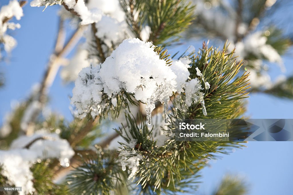 Pine branch con la nieve en un día soleado - Foto de stock de Aguja - Parte de planta libre de derechos