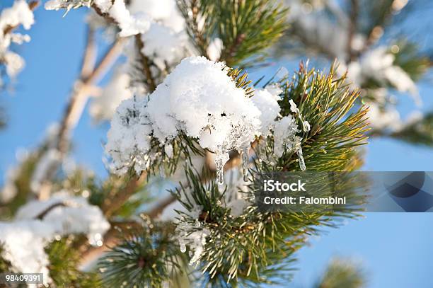 Pine Oddział Ze Śniegiem Na Słoneczny Dzień - zdjęcia stockowe i więcej obrazów Bez ludzi - Bez ludzi, Biały, Bliskie zbliżenie