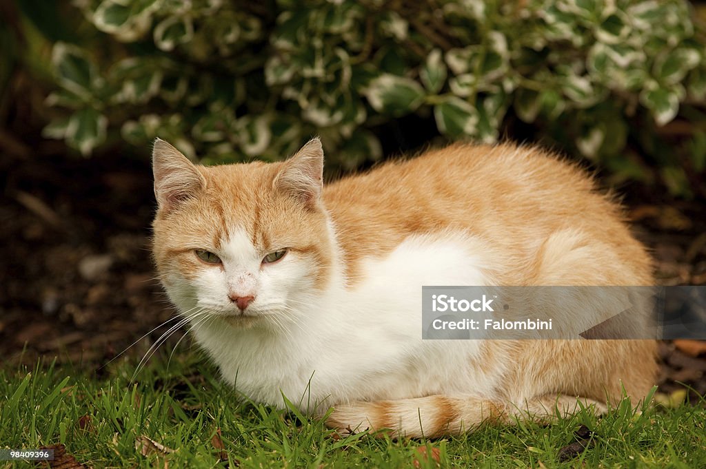 Gatto domestico - Foto stock royalty-free di Animale