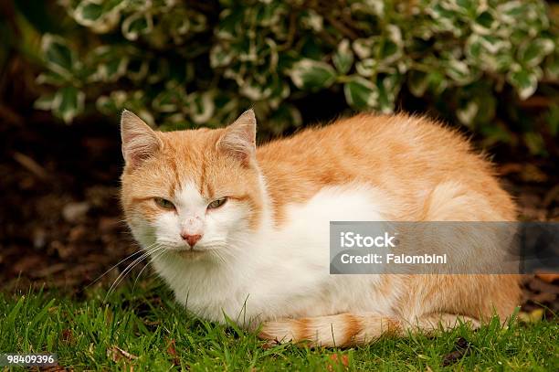 Gatto Domestico - Fotografie stock e altre immagini di Animale - Animale, Animale da compagnia, Animale domestico