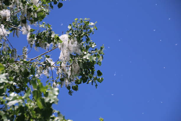 istock Cottonwood Blowing In The Wing 984094008