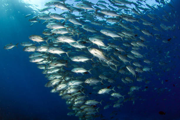 istock Giant trevally or jacks, schooling in Palau 984094468