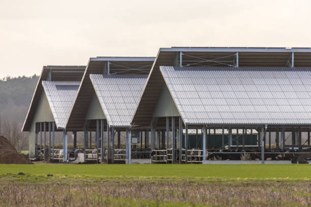 Three giant barns at factory farm Three giant open cowshed barns at factory farm in Germany agricultural building photos stock pictures, royalty-free photos & images