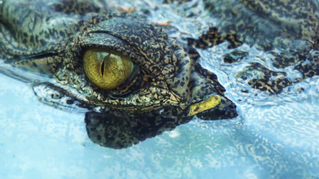 Crocodile eyes will blink or close the eyes when diving.