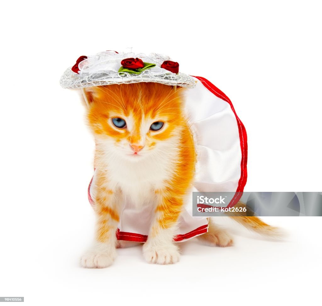 kitten  Animal Stock Photo