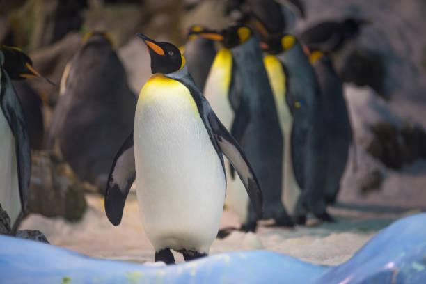 istock Group of king Penguin 984107128