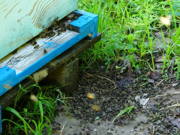 Dead bees near the beehive in the apiary. Pesticides poisoned by pesticides. Ecological catastrophe, bees die from the use of chemical poison in the fields.