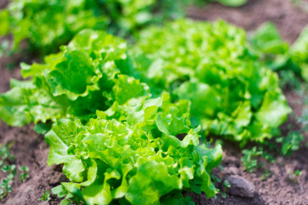 istock green salad growing in the garden 984112524