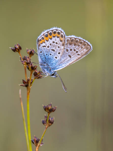 istock male silver studded blue butterfly preparing for night 984112642