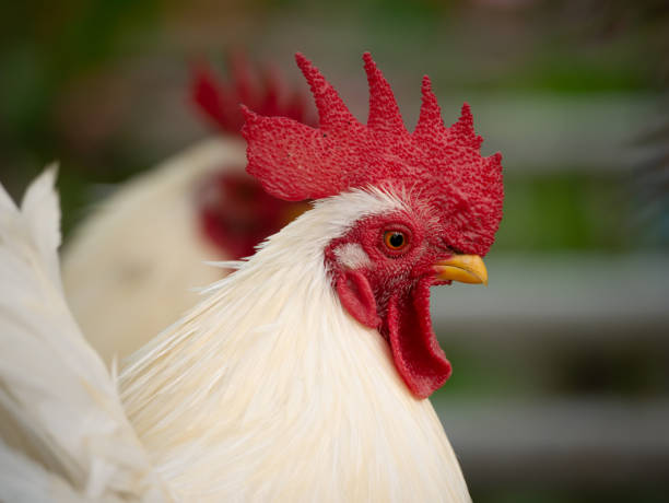 istock Head of The Bantam 984117104