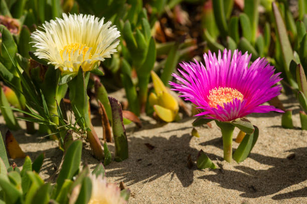 pflanzen und blumen der hottentotten fig am sandstrand in italien. - sea fig stock-fotos und bilder