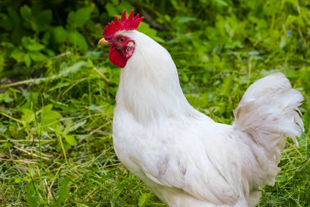 istock white cock in the village 984122250