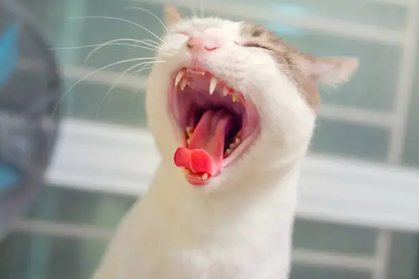 Photo of Cats are yawn