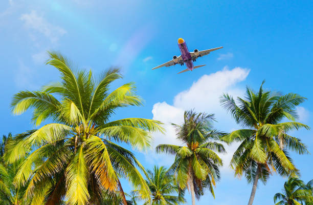 przyjazd na tropikalne wakacje letnie - thailand surat thani province ko samui coconut palm tree zdjęcia i obrazy z banku zdjęć