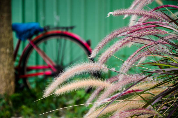 Pennisetum alopecuroides in the park. alopecuroides,autumn,background,beautiful,beauty,bicycle,botanical,close-up,decoration,dwarf,field,flora,fountain,garden,grass,green,growing,nature,ornamental,pattern,pennisetum,plant,red,summer,wild pennisetum stock pictures, royalty-free photos & images