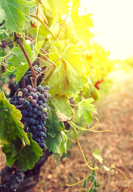 istock Vineyard in autumn harvest 984135136