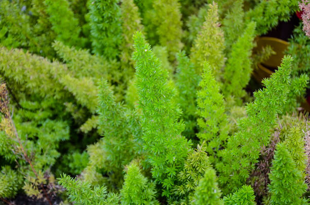 istock Asparagus densiflorus in the park. 984135982
