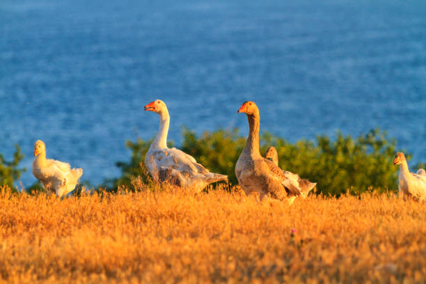 home geese on the farm at sunset, farm and cattle breeding, pets