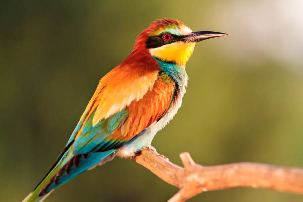 istock exotic colored bird in the rays of the sun 984138852