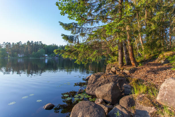 istock forest in the summer of Karelia with reflection in mirror water 984139864
