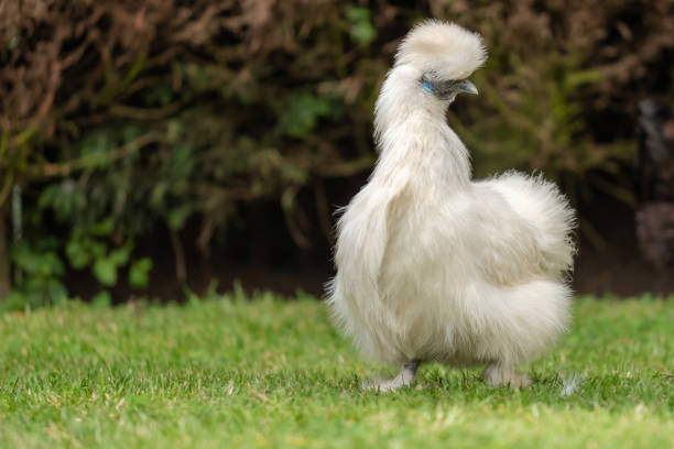 Portrait image of an adult Silkie hen seen posing for the camera in a private garden in early summer. Part of a small free-range flock she is looking at another chicken, off camera. bantam stock pictures, royalty-free photos & images