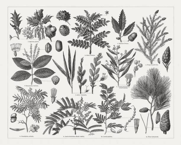 ilustrações de stock, clip art, desenhos animados e ícones de tanning materials supplying plants, wood engravings, published in 1897 - bolota ilustrações