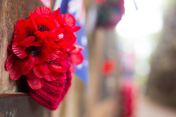 istock ANZAC memorial poppies 984169064