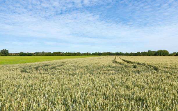 istock Wheat field in summer, Beverley, Yorkshire, UK. 984172250