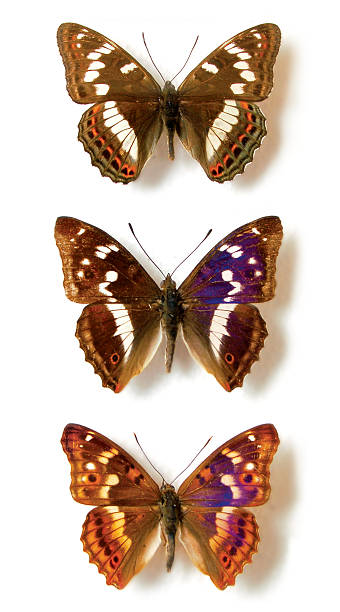 Butterflies stock photo