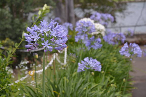 istock Royal Botanic Garden 984181968
